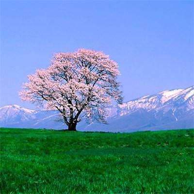 宋朝生意人手游下载